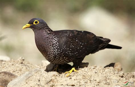 鴿屬|鴿子(鳩鴿科鴿屬鳥類統稱):動物介紹,形態特徵,生活習性,生理特性,。